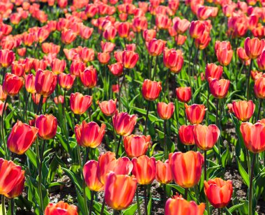 kırmızı lale alan
