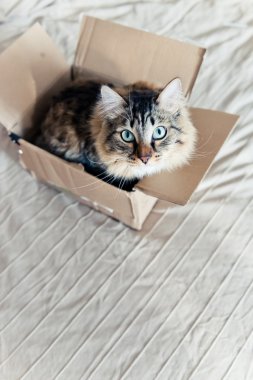 kutu içinde oturan kedi