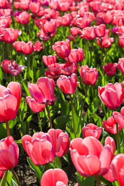 Belo campo de tulipas na primavera — Fotografia de Stock