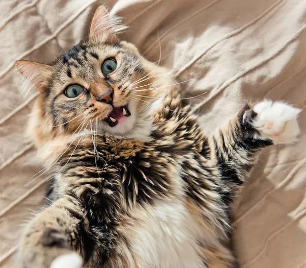 Gato irritado na cama — Fotografia de Stock