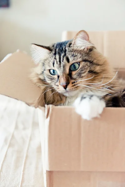 Kočka sedí v krabici — Stock fotografie