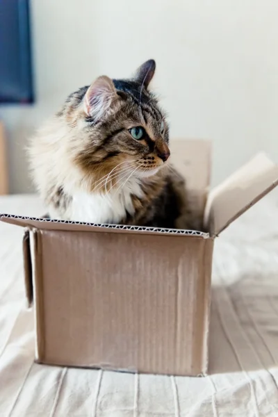 Gatto seduto nella scatola — Foto Stock