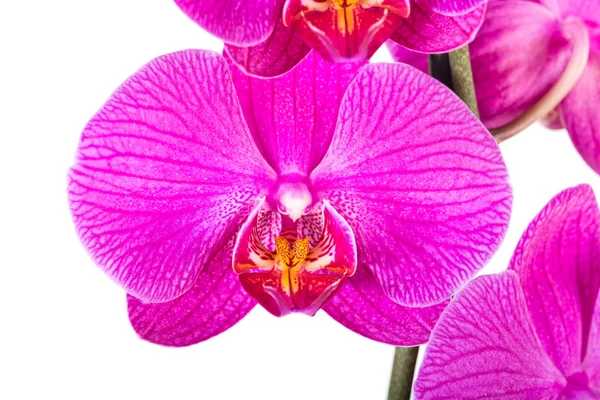 Tropické růžová orchidej — Stock fotografie