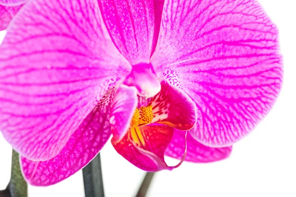 Tropiska pink orchid — Stockfoto