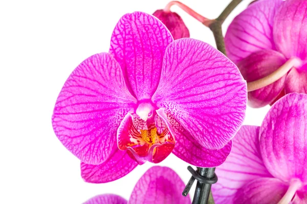 Tropické růžová orchidej — Stock fotografie