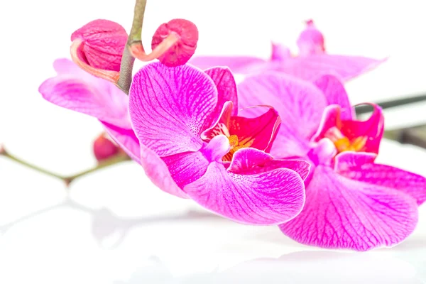 Orchidée rose tropicale — Photo