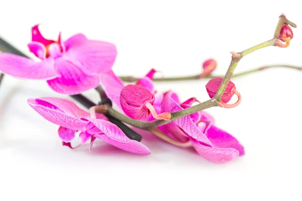 Tropické růžová orchidej — Stock fotografie