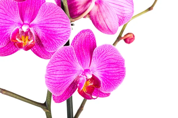 Tropické růžová orchidej — Stock fotografie