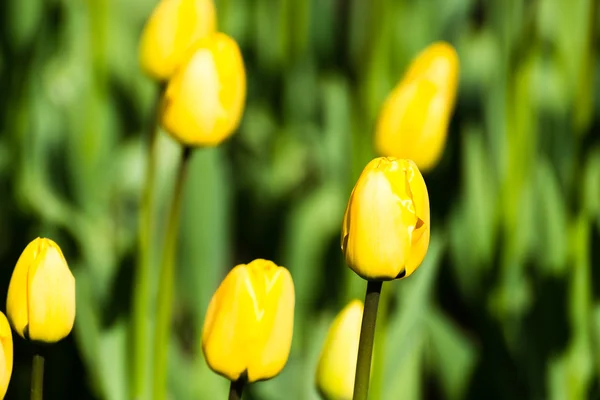 Colorful Tulips blossom — Stock Photo, Image