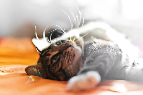 Yatakta kedi — Stok fotoğraf