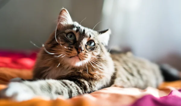 ベッドの上の猫 — ストック写真