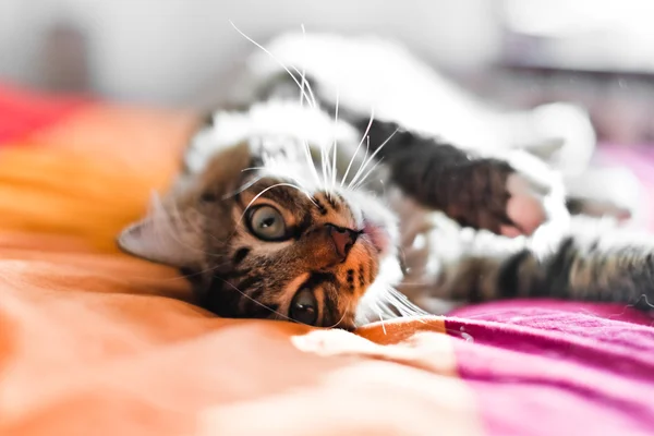 Katze auf dem Bett — Stockfoto