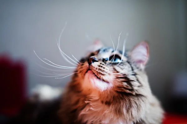 Cat on bed — Stock Photo, Image