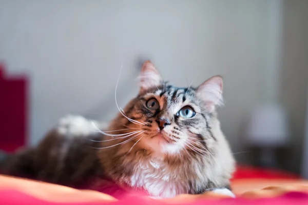 Gatto sul letto — Foto Stock