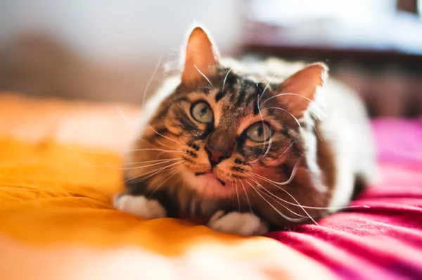 Katze auf dem Bett — Stockfoto