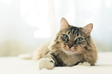 Gri kedi yatakta yatarken