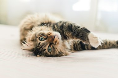 Gri kedi yatakta yatarken