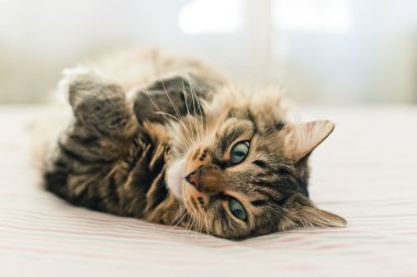 Gri kedi yatakta yatarken