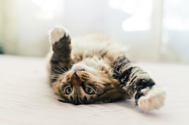 Gri kedi yatakta yatarken