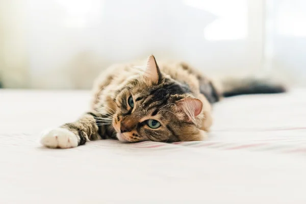 Gatto grigio sdraiato sul letto — Foto Stock