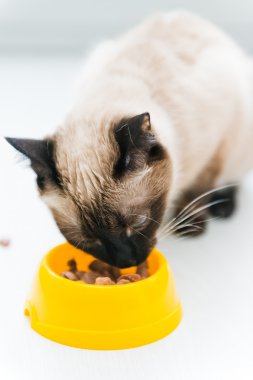 Cat eating food clipart