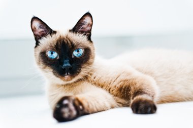 Mavi gözlü kedi.