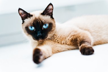 Mavi gözlü kedi.