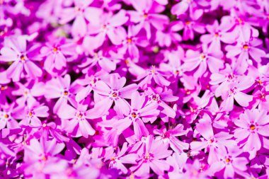 flores Phlox subulata