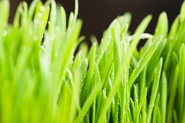 Waterdruppels op gras — Stockfoto