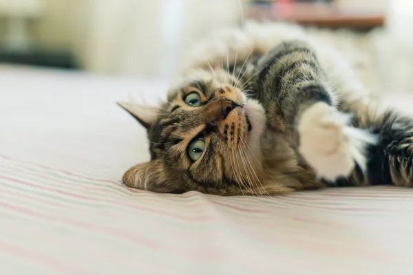 Katze liegt auf Bett — Stockfoto