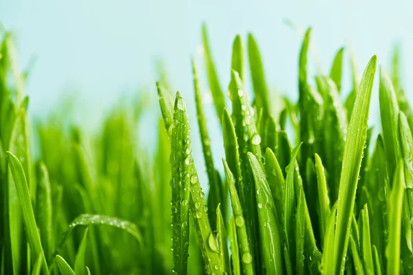 Fresh green grass with dew — Stock Photo, Image