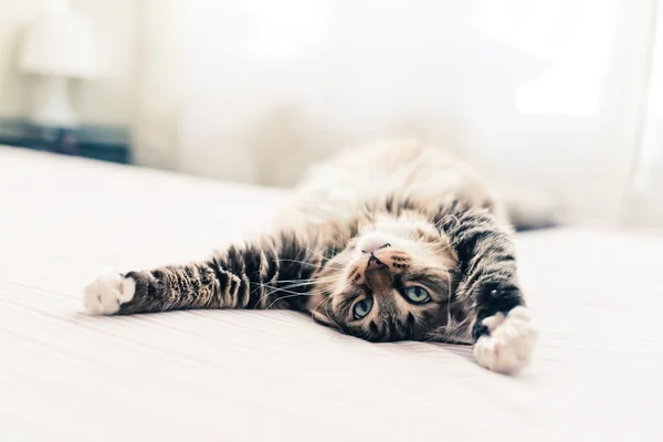 Szary kot na łóżku — Zdjęcie stockowe