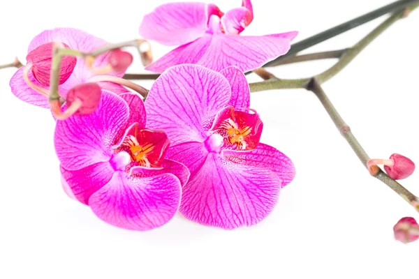 Tropické růžová orchidej — Stock fotografie