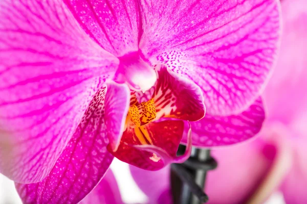 Tropische roze orchid — Stockfoto