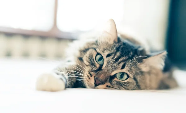 Graue Katze auf dem Bett — Stockfoto