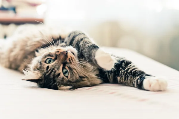 Katten ligger på sengen – stockfoto
