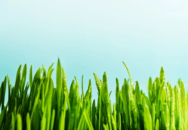 Fresh green grass — Stock Photo, Image