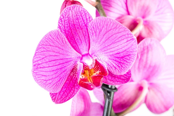 Tropické růžová orchidej — Stock fotografie