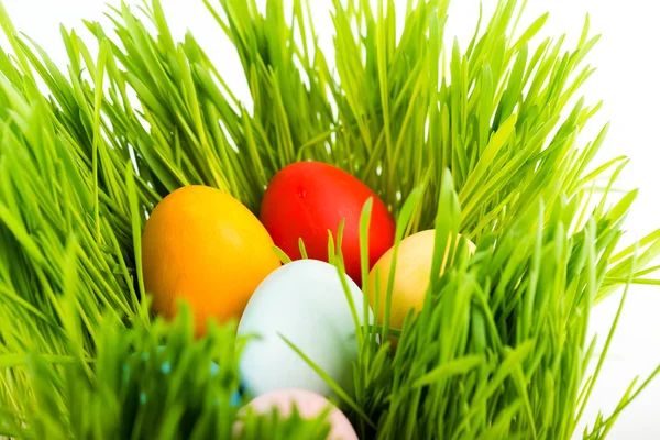 Easter eggs on grass — Stock Photo, Image