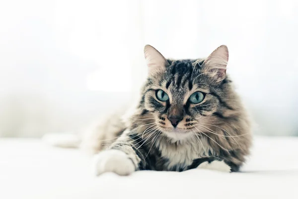Šedá kočka na posteli — Stock fotografie