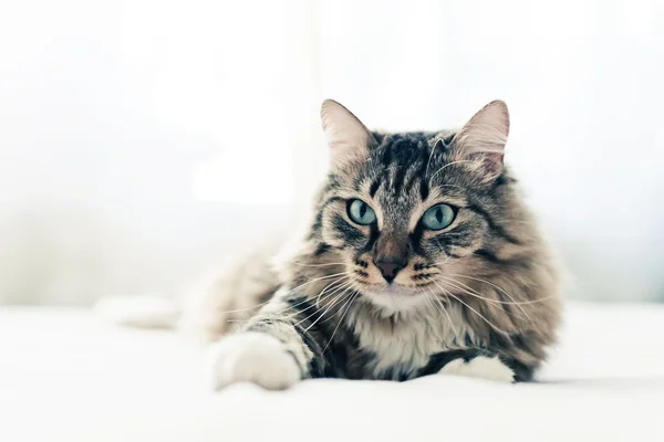 Gatto grigio sul letto — Foto Stock