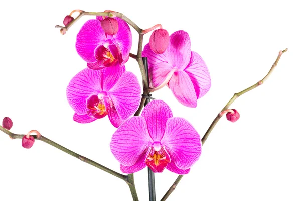 Tropical pink orchid — Stock Photo, Image