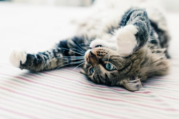 Gatto grigio sul letto — Foto Stock