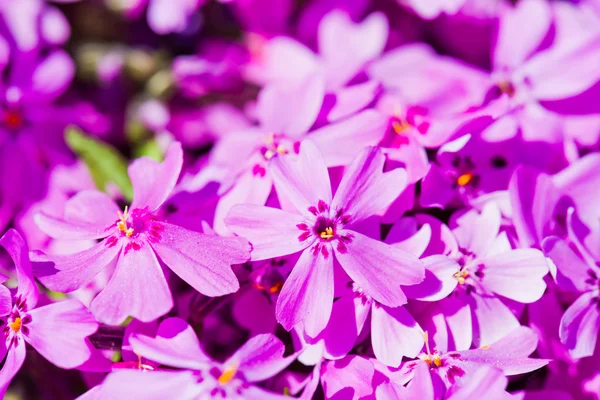 Phlox subulata Blüten — Stockfoto