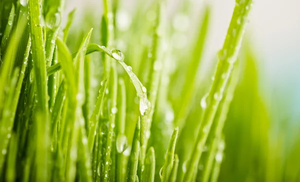 Fresh green grass — Stock Photo, Image