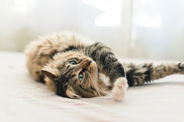 Katze liegt auf Bett — Stockfoto