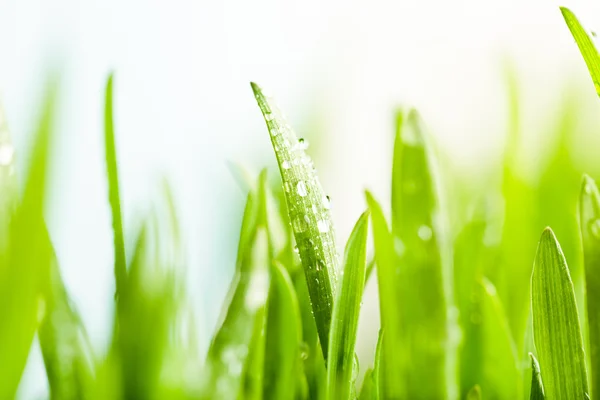 Gotas de água na grama — Fotografia de Stock