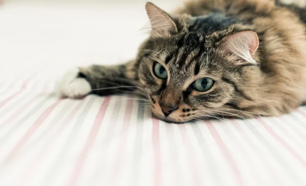 Kat liggend op bed — Stockfoto