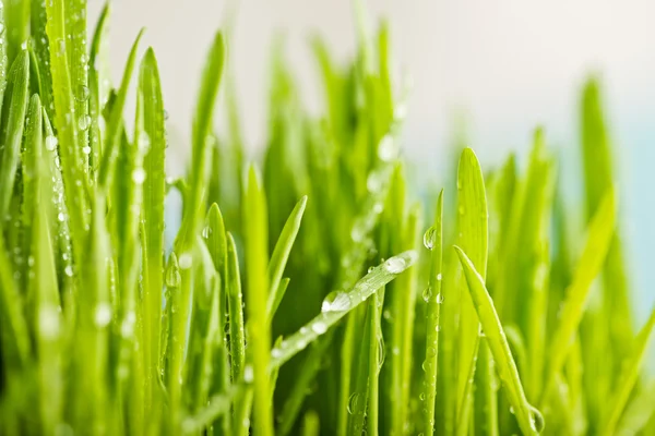 Fresh green grass — Stock Photo, Image