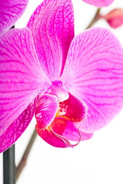 Tropikal pembe orkide — Stok fotoğraf